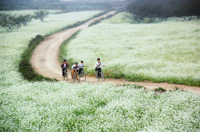 Tháng 11 này, đừng lỡ hẹn với lễ hội hoa Tam giác mạch ở cao nguyên đá Hà Giang