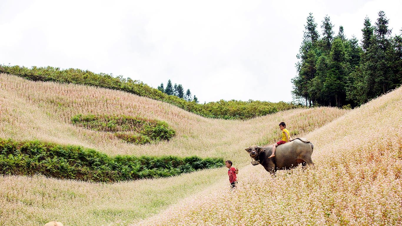 Tháng 11 này, đừng lỡ hẹn với lễ hội hoa Tam giác mạch ở cao nguyên đá Hà Giang