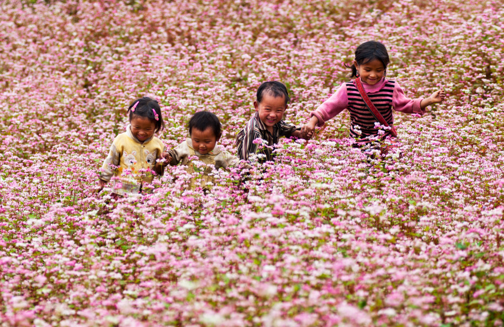 Tháng 11 này, đừng lỡ hẹn với lễ hội hoa Tam giác mạch ở cao nguyên đá Hà Giang