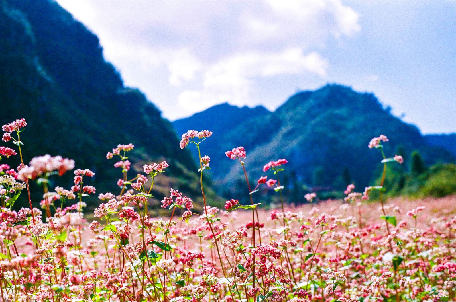 Tháng 11 này, đừng lỡ hẹn với lễ hội hoa Tam giác mạch ở cao nguyên đá Hà Giang