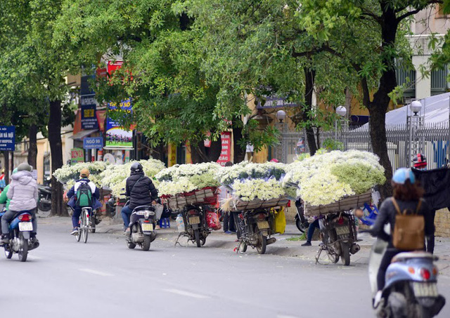 Đầu đông, người dân đổ xô tới vườn hoa Nhật Tân chụp ảnh cúc hoạ mi