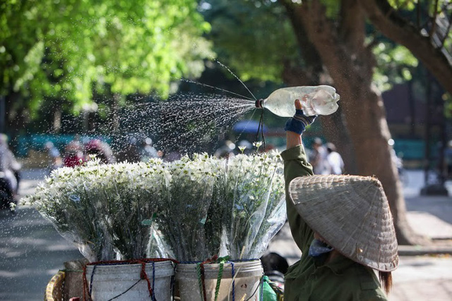 Đầu đông, người dân đổ xô tới vườn hoa Nhật Tân chụp ảnh cúc hoạ mi