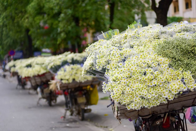 Đầu đông, người dân đổ xô tới vườn hoa Nhật Tân chụp ảnh cúc hoạ mi