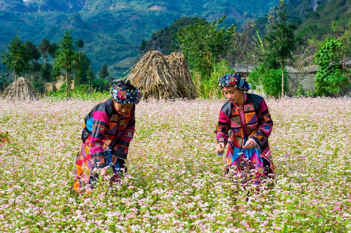 Tháng 11 này, đừng lỡ hẹn với lễ hội hoa Tam giác mạch ở cao nguyên đá Hà Giang