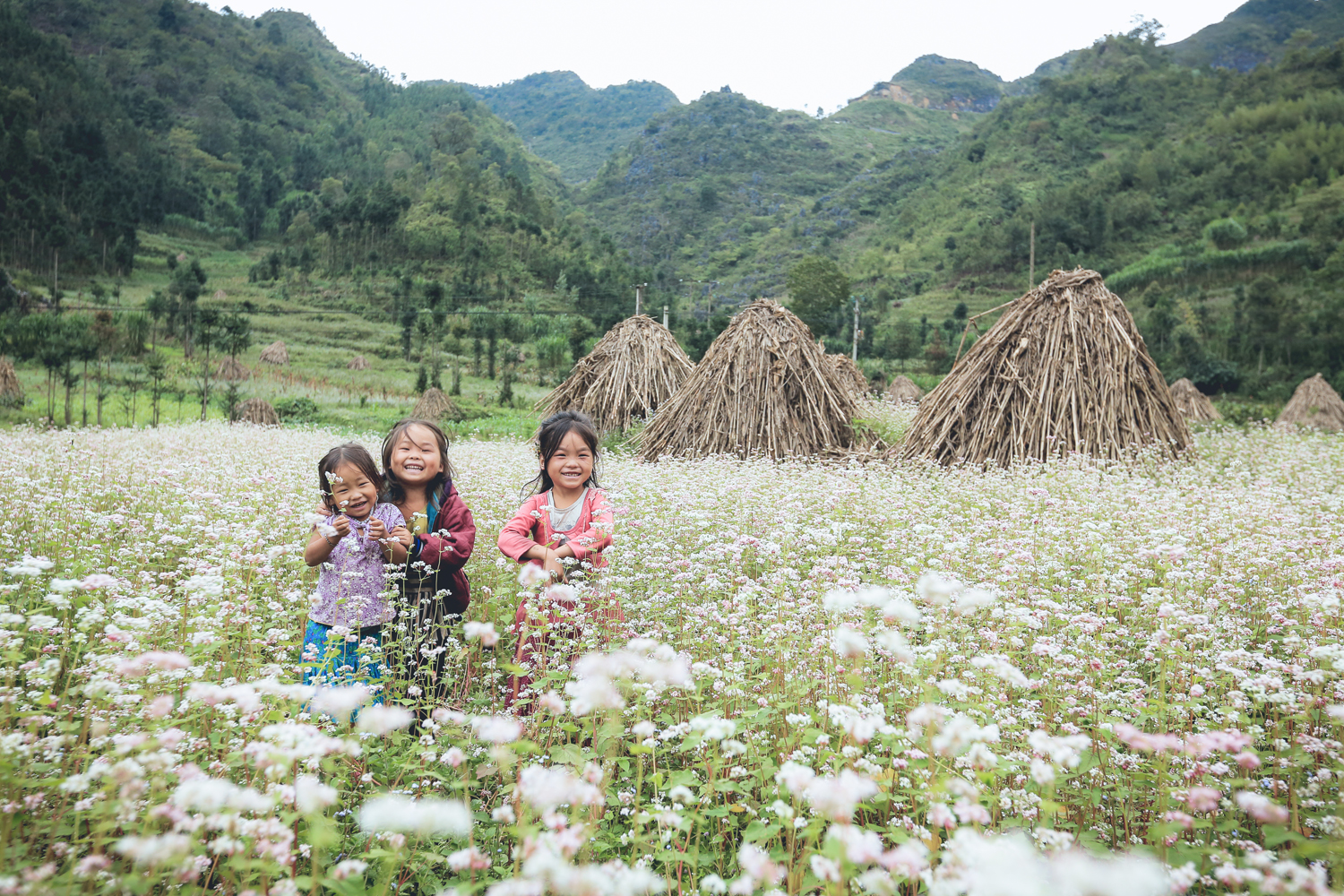 Tháng 11 này, đừng lỡ hẹn với lễ hội hoa Tam giác mạch ở cao nguyên đá Hà Giang