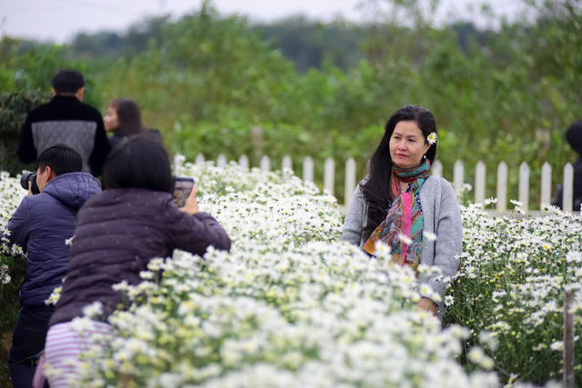 Đầu đông, người dân đổ xô tới vườn hoa Nhật Tân chụp ảnh cúc hoạ mi