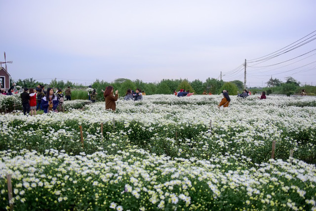 Đầu đông, người dân đổ xô tới vườn hoa Nhật Tân chụp ảnh cúc hoạ mi