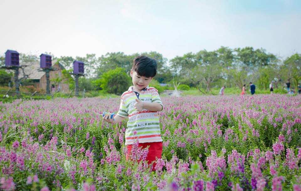 Thời tiết vẫn đang rất đẹp, cuối tuần ghé thung lũng hoa Hà Nội chụp ảnh là nhất!