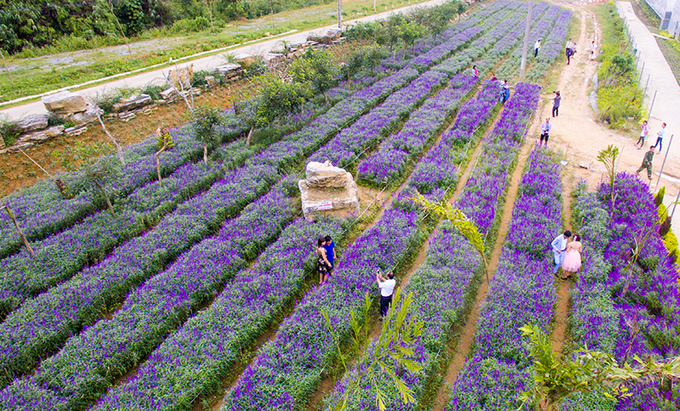 Ngẩn ngơ sắc tím oải hương ở thung lũng hoa cao nguyên Lào Cai