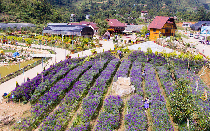 Ngẩn ngơ sắc tím oải hương ở thung lũng hoa cao nguyên Lào Cai