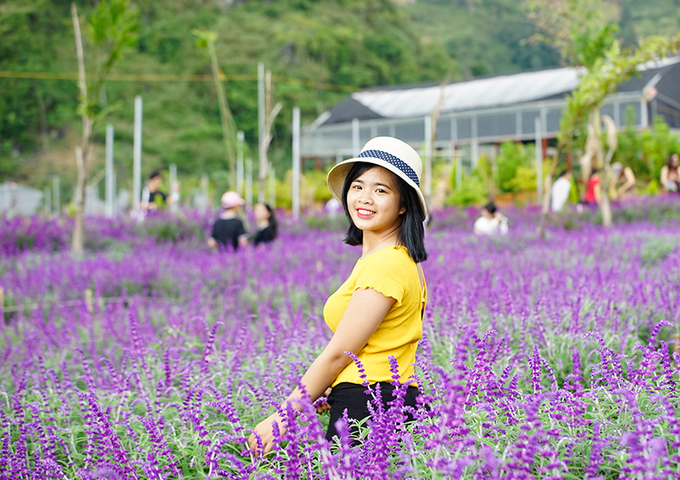 Ngẩn ngơ sắc tím oải hương ở thung lũng hoa cao nguyên Lào Cai