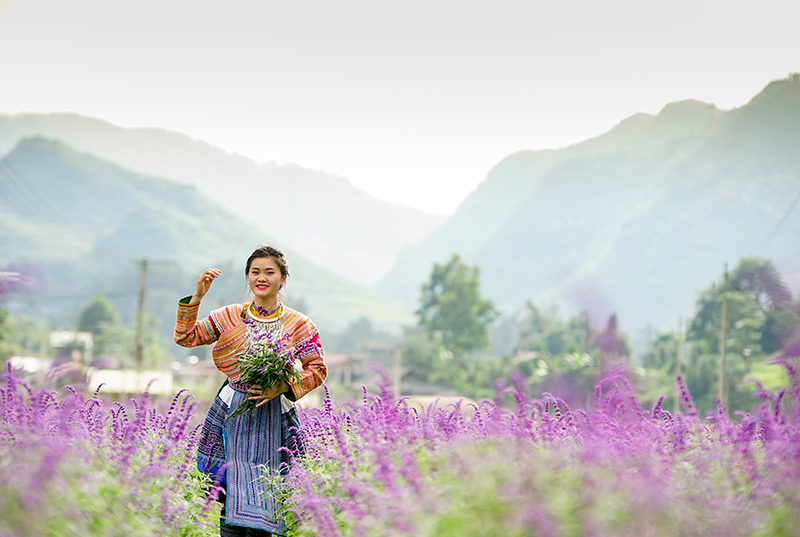 Ngẩn ngơ sắc tím oải hương ở thung lũng hoa cao nguyên Lào Cai