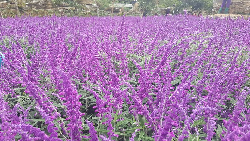 Ngẩn ngơ sắc tím oải hương ở thung lũng hoa cao nguyên Lào Cai