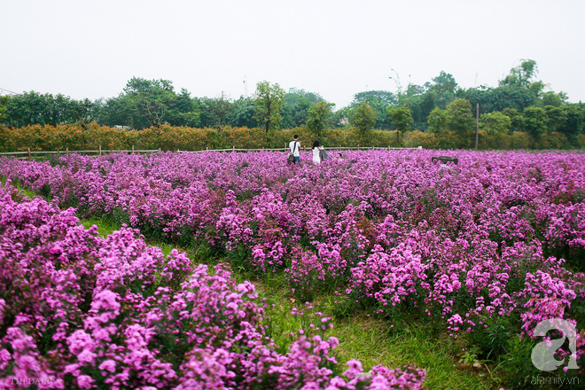 Đẹp chẳng kém oải hương Lào Cai, thạch thảo tím ở Hà Nội cũng đủ làm bạn ngất ngây