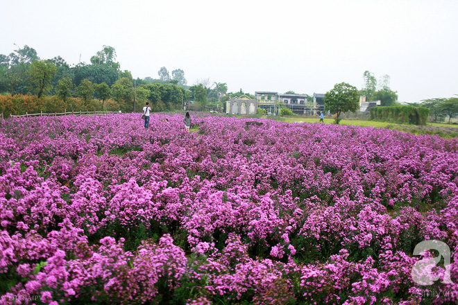 Đẹp chẳng kém oải hương Lào Cai, thạch thảo tím ở Hà Nội cũng đủ làm bạn ngất ngây