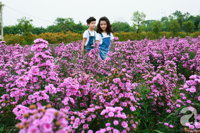 Đẹp chẳng kém oải hương Lào Cai, thạch thảo tím ở Hà Nội cũng đủ làm bạn ngất ngây