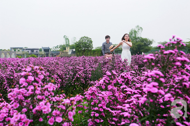 Đẹp chẳng kém oải hương Lào Cai, thạch thảo tím ở Hà Nội cũng đủ làm bạn ngất ngây