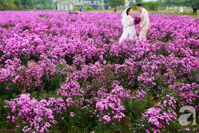 Đẹp chẳng kém oải hương Lào Cai, thạch thảo tím ở Hà Nội cũng đủ làm bạn ngất ngây