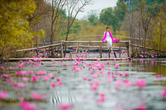 Hoa súng nở muộn, tô hồng sắc đông ở suối Yến, chùa Hương